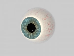 human eye education 3D Model