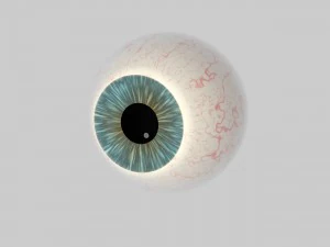 human eye education 3D Model
