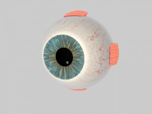 human eye education 3D Model