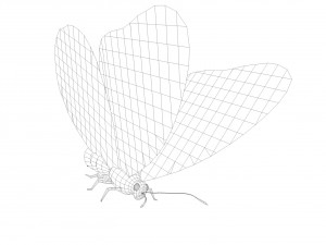 low poly butterfly Model 3D