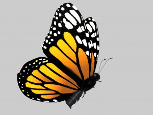 low poly butterfly Model 3D