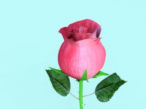 rose Modèle 3D