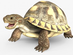 turtle mentos 3D Model