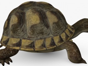 turtle mentos Modèle 3D