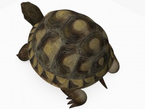turtle mentos Modèle 3D