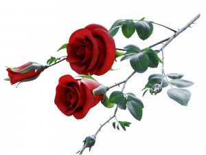 rose branch Model 3D