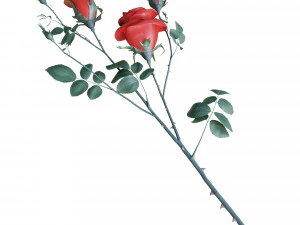 rose branch 3D Model
