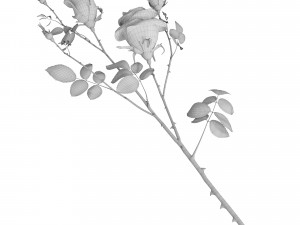 rose branch Modelo 3D