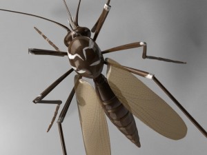 aedes aegypti mosquito 3D 모델