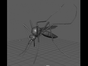 aedes aegypti mosquito 3D 모델