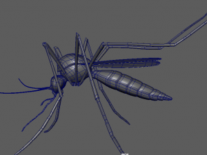 aedes aegypti mosquito 3D 모델