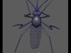 aedes aegypti mosquito 3D 모델
