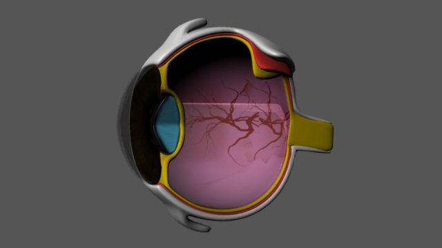 eye anatomy 3D 模型 .c4d .max .obj .3ds .fbx .stl .blend 