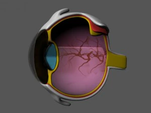 anatomia oka Model 3D