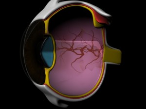 eye anatomy 3D 模型