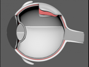 eye anatomy 3D 模型
