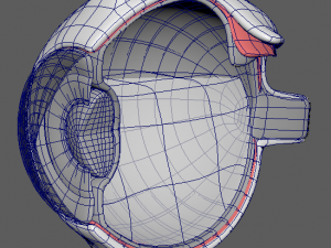 eye anatomy 3D 模型