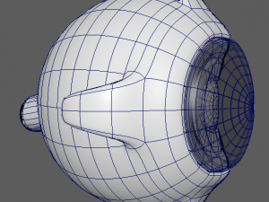 eye anatomy 3D 模型