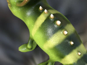 chameleon model 3d 3D Model