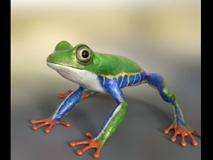 frog 3D मॉडल