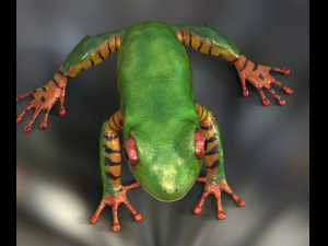 frog Modelo 3D