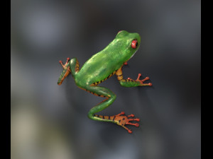 frog Modelo 3D