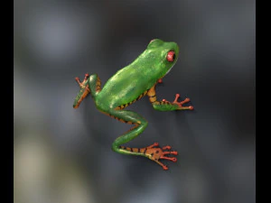 katak Model 3D