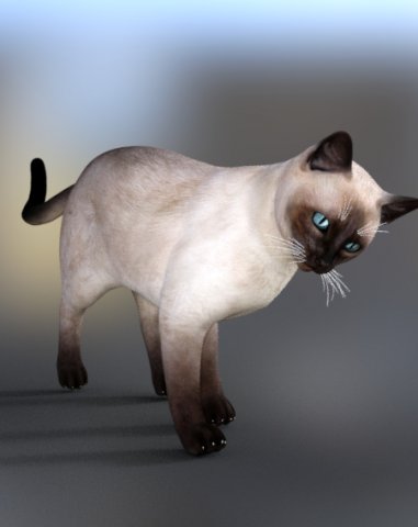 Cat Poses 3d 3dモデル In 猫 3dexport
