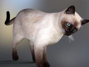 cat poses 3d Model 3D