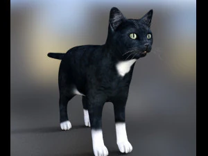 cat poses 3d 3D Model
