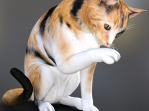 cat poses 3d 3Dモデル