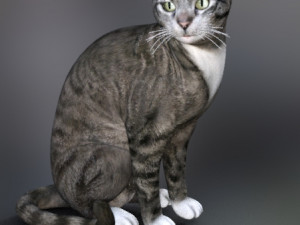 cat poses 3d 3Dモデル