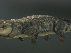 crocodile 3d 3D Model