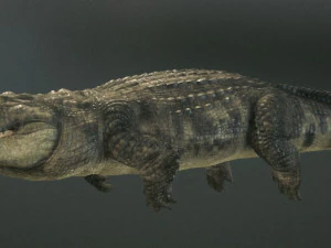 鳄鱼 3d 3D 模型