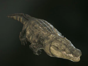 crocodile 3d 3D Model