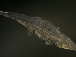 crocodile 3d 3D मॉडल