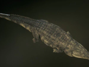 crocodile 3d 3D Model