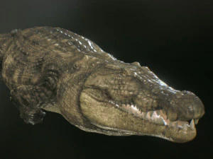 crocodile 3d 3D Model
