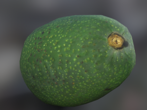 avocato realistic 3D Model