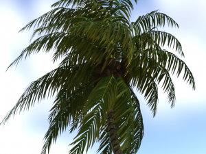 coconut hammock realistic Model 3D