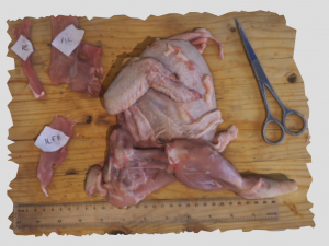 chicken 3D Model