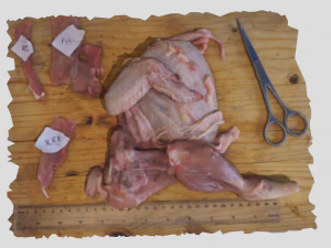 chicken 3D Model