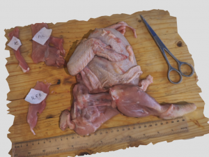 chicken 3D Model