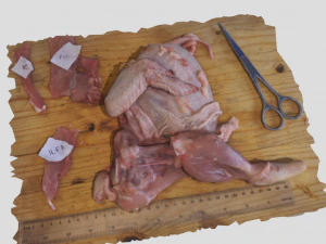 chicken 3D Model