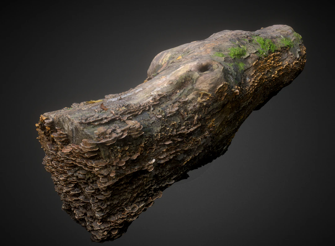 wood trunk 3D Model .c4d .max .obj .3ds .fbx .stl .blend 