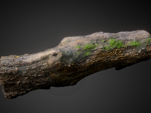 wood trunk 3D 모델