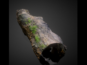 wood trunk 3D 모델