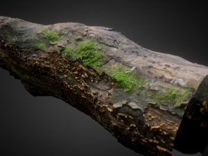wood trunk 3D 모델