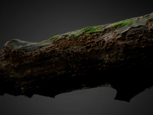 wood trunk 3D Model
