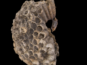 behive bee 3D Model